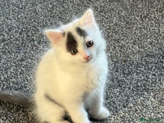 Mixed Breed cats Lovely kitten - Advert 14