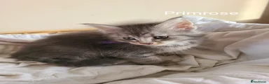 Maine Coon Kitten 6