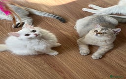 British Longhair cats for sale: Gorgeous British Longhair & Shorthair Kittens - Image 36