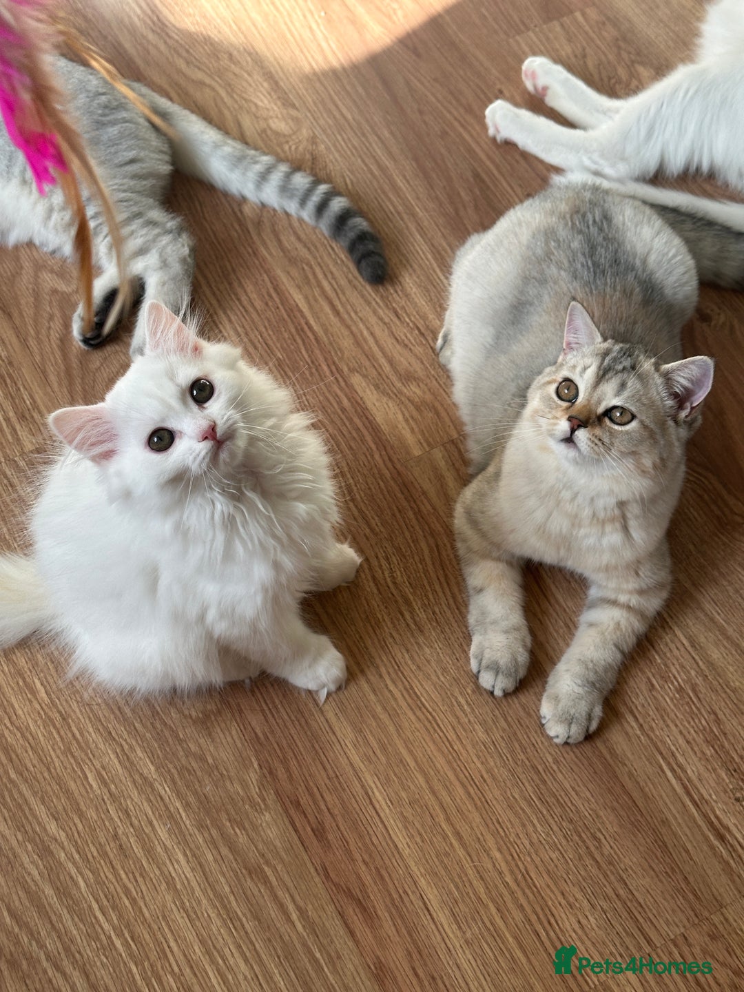 British Longhair cats for sale: Gorgeous British Longhair & Shorthair Kittens - Image 36