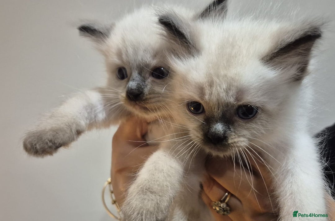 Ragdoll cats for sale: 2 Male Sealpoints ready to leave on 16th Dec - Advert 16
