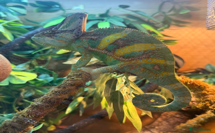 Chameleon reptiles Yemen chameleon plus vivarium and full set up  - Advert 1