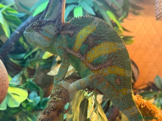 Chameleon reptiles Yemen chameleon plus vivarium and full set up - Advert 2