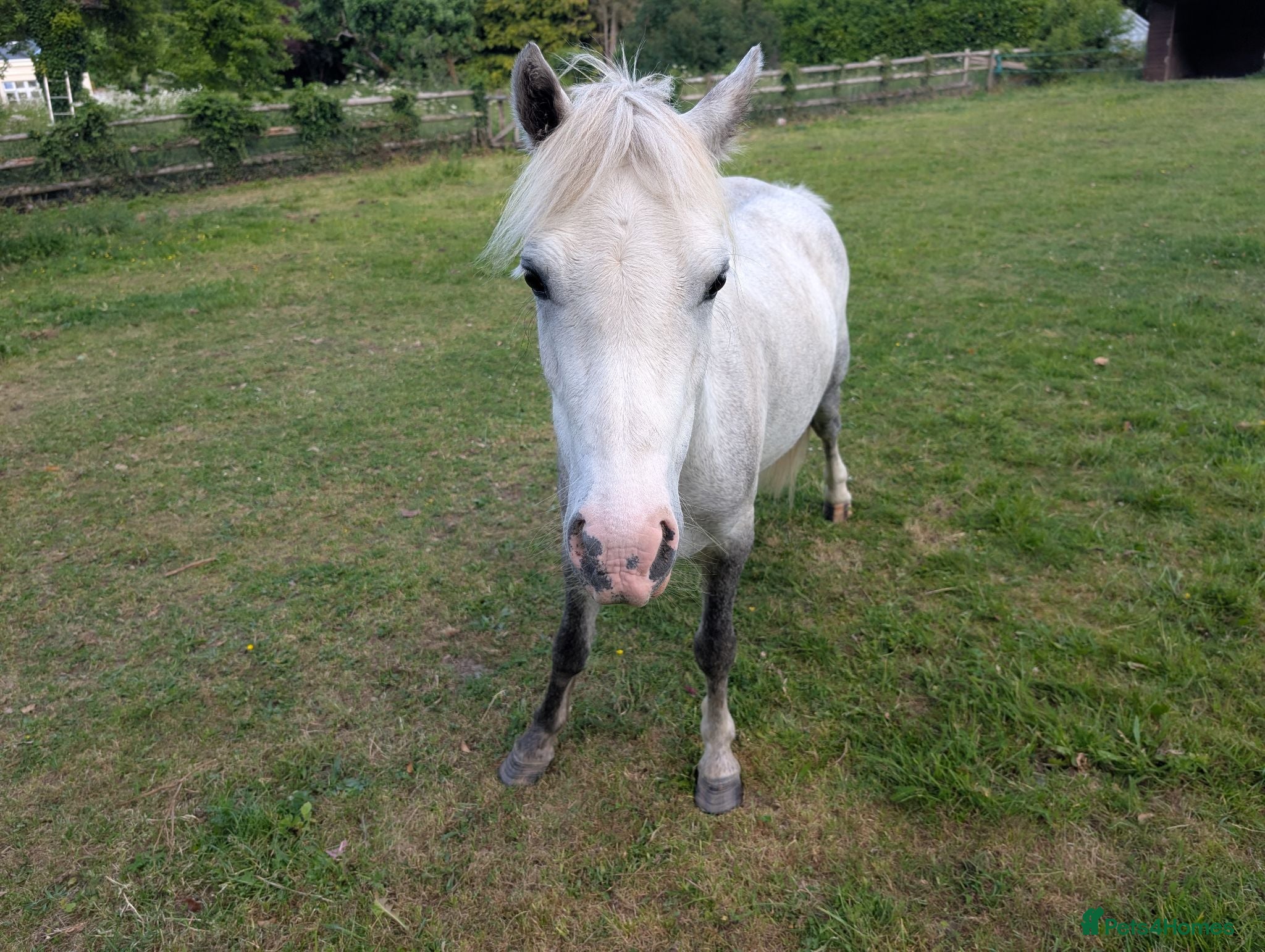 Welsh Section A horses 12hh unregistered Welsh a gelding rising 5  - Advert 1