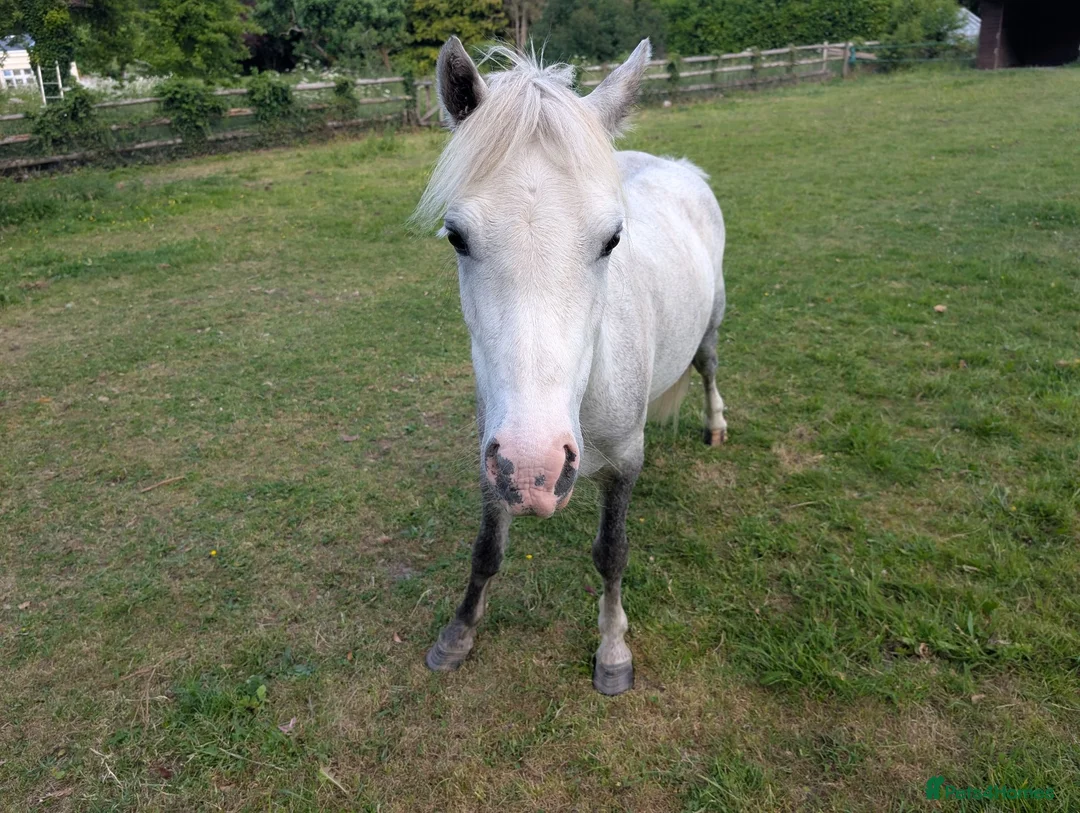 Welsh Section A horses for sale: 12hh unregistered Welsh a gelding rising 5  in Andover - Advert 1