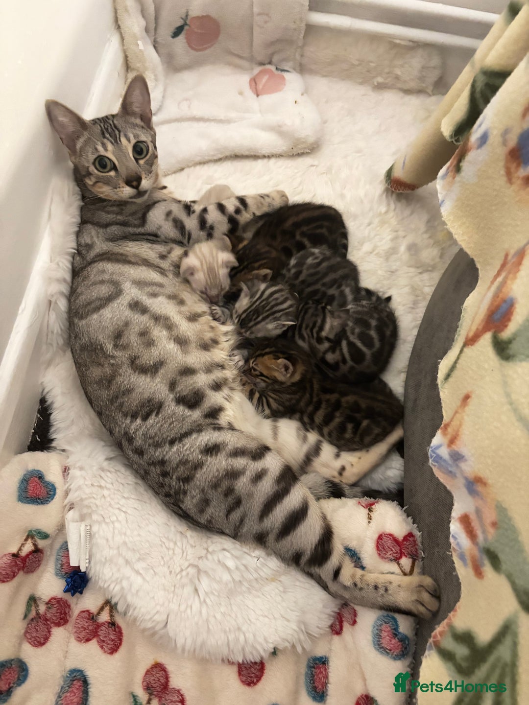 Bengal cats for sale: 🩶 BENGAL 🔥 KITTENS 🤍 TICA REGISTERED  - Advert 3