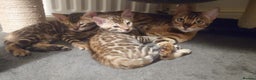 Bengal cats for sale: Stunning TICA registered Bengal boys! - Advert 2