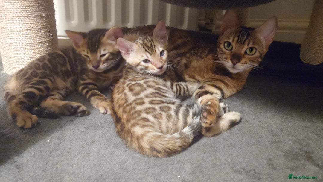 Bengal cats for sale: Stunning TICA registered Bengal boys! - Advert 2