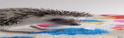Pygmy Hedgehog rodents for sale: Gorgeous 11 week old Female/Ready Now!!! - Advert 3