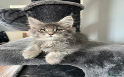 Maine Coon cats for sale: XL Russian Cubs 🇷🇺 ❤️ - Image 4