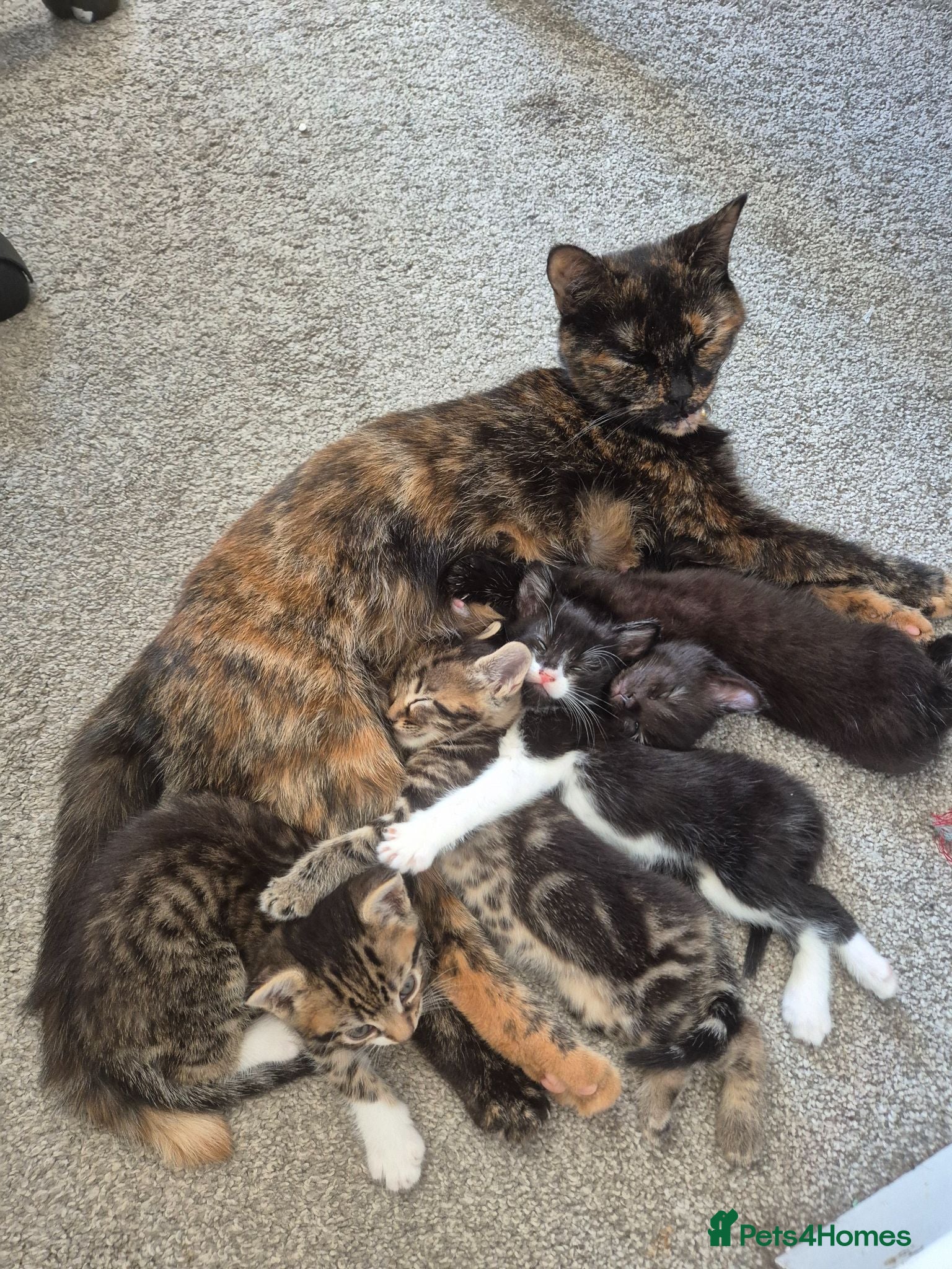 Mixed Breed cats Kittens for sale - Advert 1