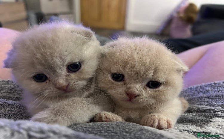 Scottish Fold cats - Advert 10