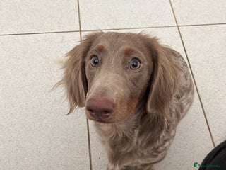 Miniature Dachshund dogs - Advert 1