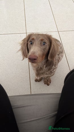 Miniature Dachshund dogs - Advert 1