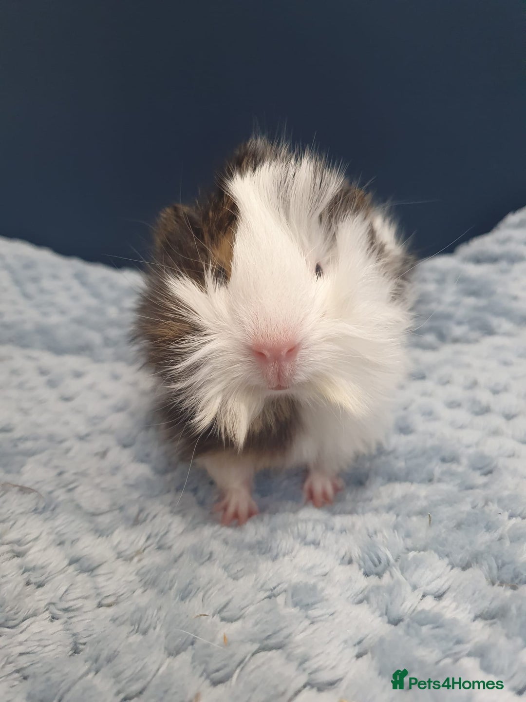 Guinea Pig rodents for sale: Absolutely Stunning Baby Boars  - Image 3