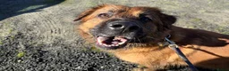 Golden Shepherd dogs for sale: Golden Shepherd - Advert 14