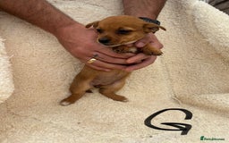 Mixed Breed dogs for sale: Dachshund x jack russle pups   - Image 10