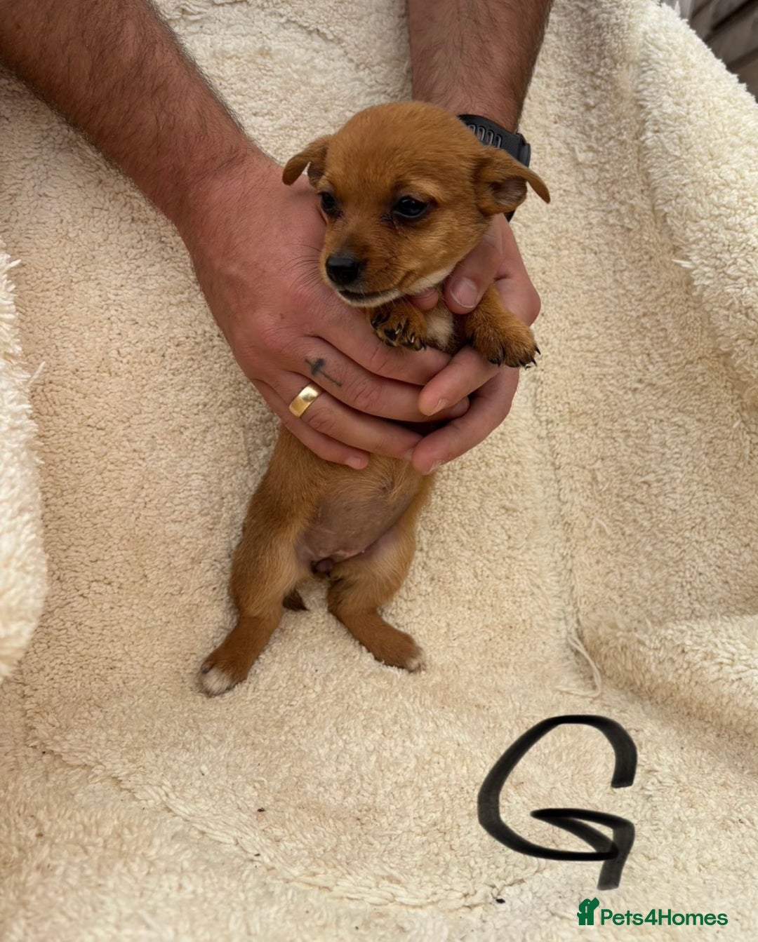 Mixed Breed dogs for sale: Dachshund x jack russle pups   - Image 10