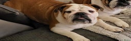 English Bulldog dogs for sale: Adult English bulldog female  - Advert 3