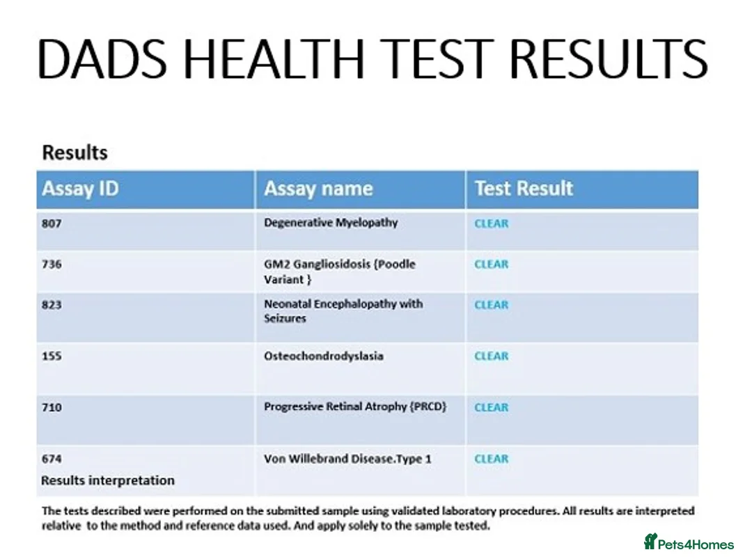 Toy Poodle dogs for sale: BEAUTIFUL LITTER OF POODLES in Sunderland - Advert 3