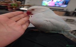 Ringnecks birds for sale: Fully Tame Lacewing & Lutino Ringneck Males. - Image 4