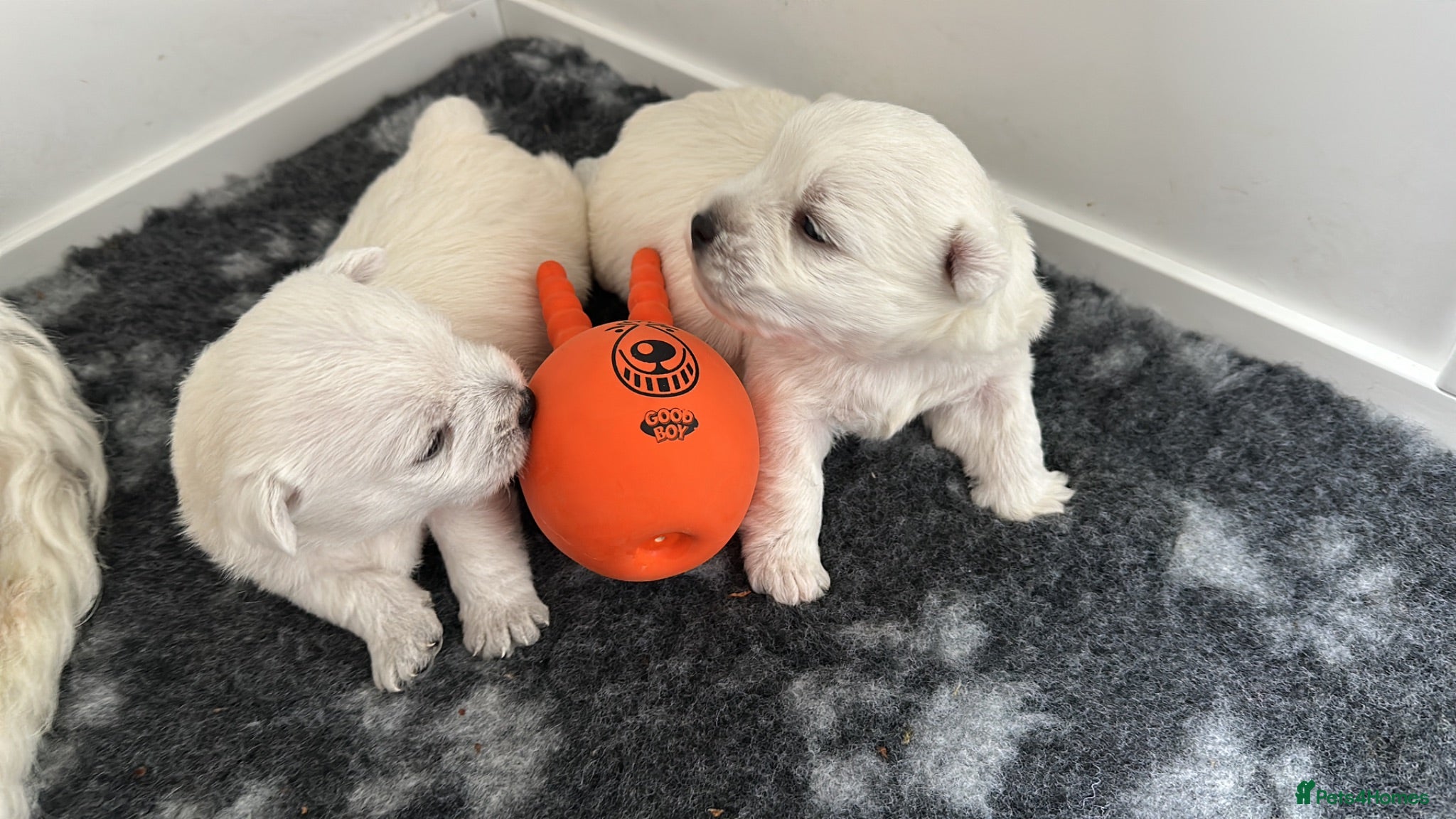 West Highland Terrier dogs Gorgeous KC Reg West Highland Terrier - Advert 14
