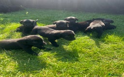 Labrador Retriever dogs for sale: Kc reg black working Labrador puppies  - Image 2