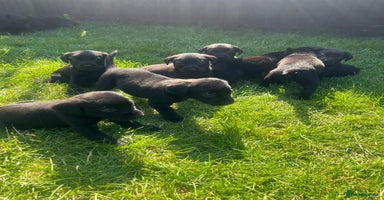 Labrador Retriever dogs - Advert 6