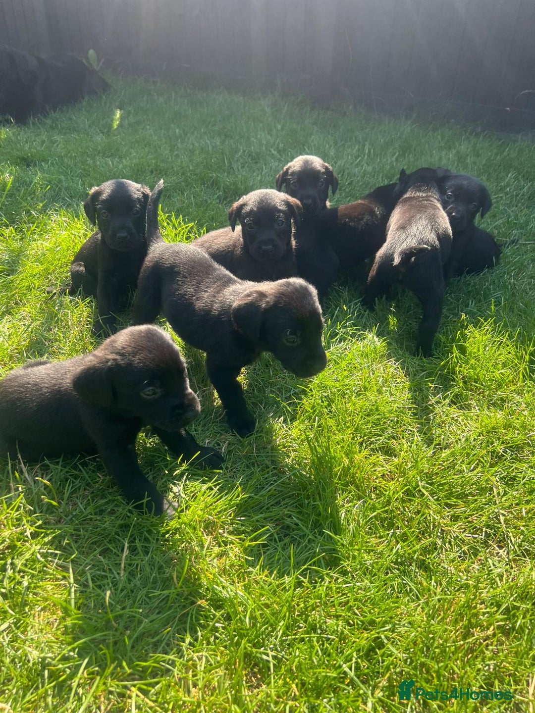 Labrador Retriever dogs for sale: Kc reg black working Labrador puppies  - Image 2