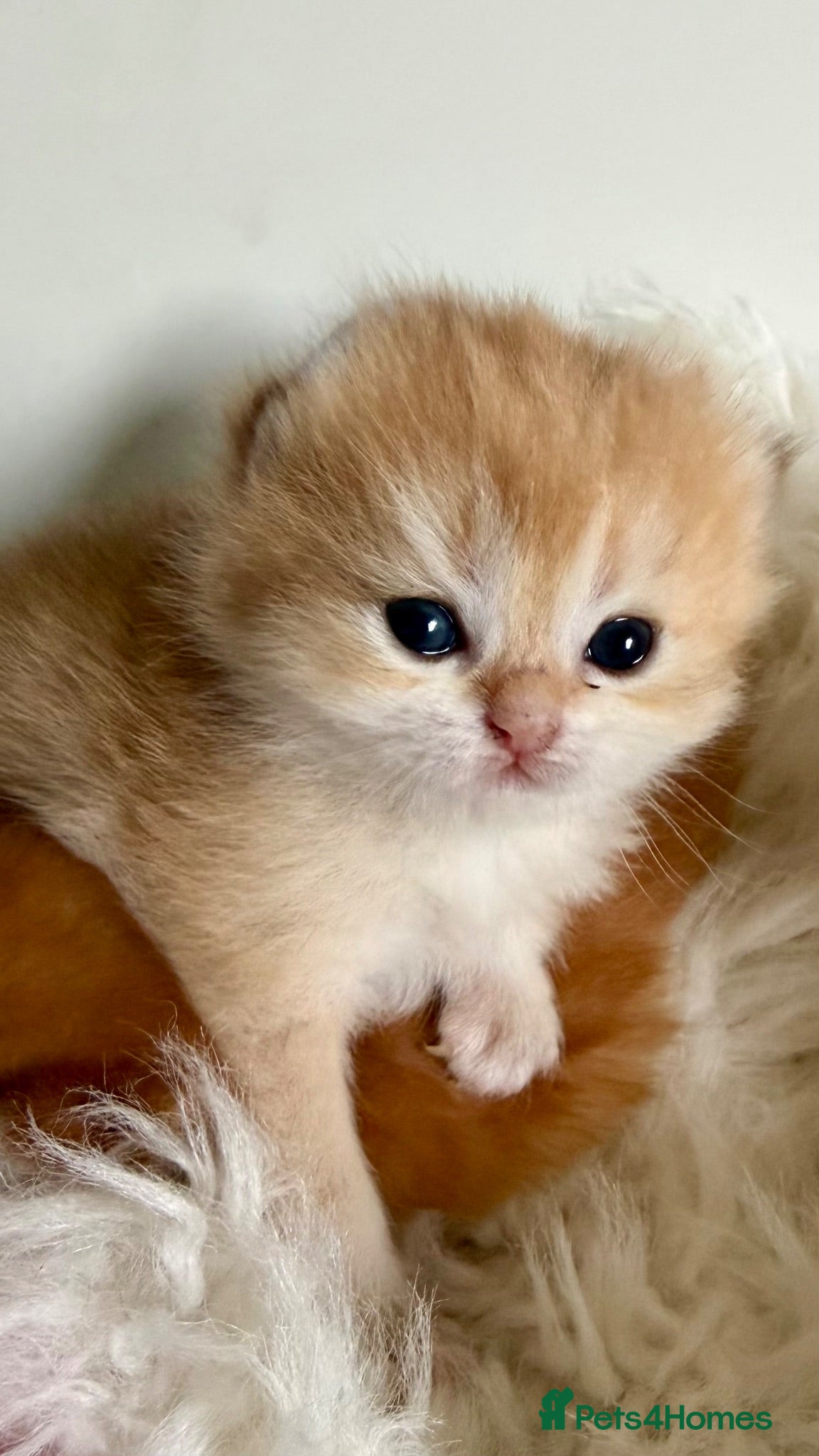 British Shorthair cats Show quality Golden BSH boys  - Advert 2