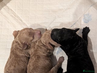 Cockapoo dogs Miniature Cockapoo Puppies - Advert 3