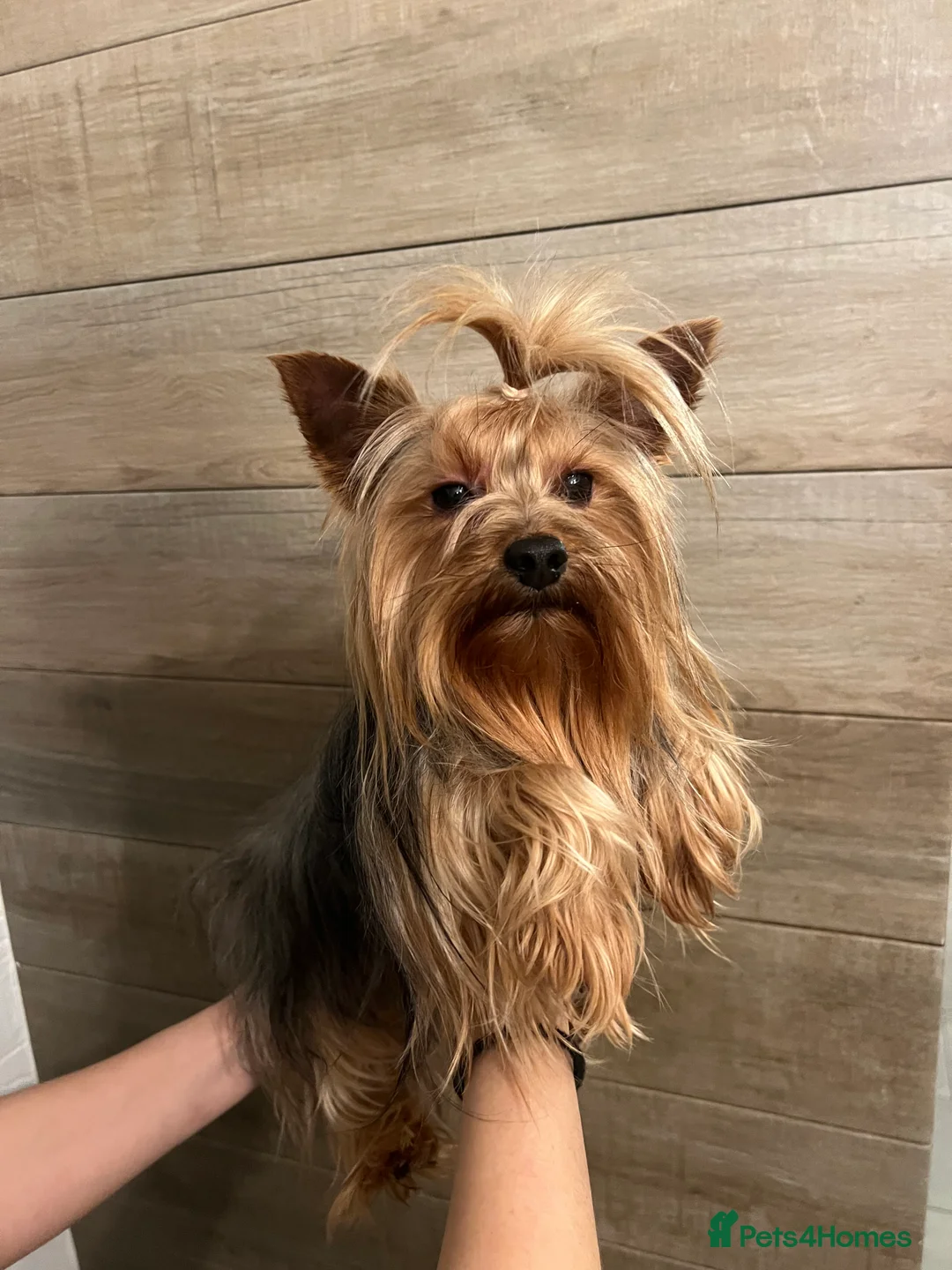 Yorkshire Terrier dogs for stud: KC Registered Yorkie Silver Stud Available - Advert 2