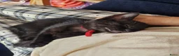 Mixed Breed cats for sale: Stroudies Ruby, Ivy, Dilly, Dave n Norman need ya - Advert 5