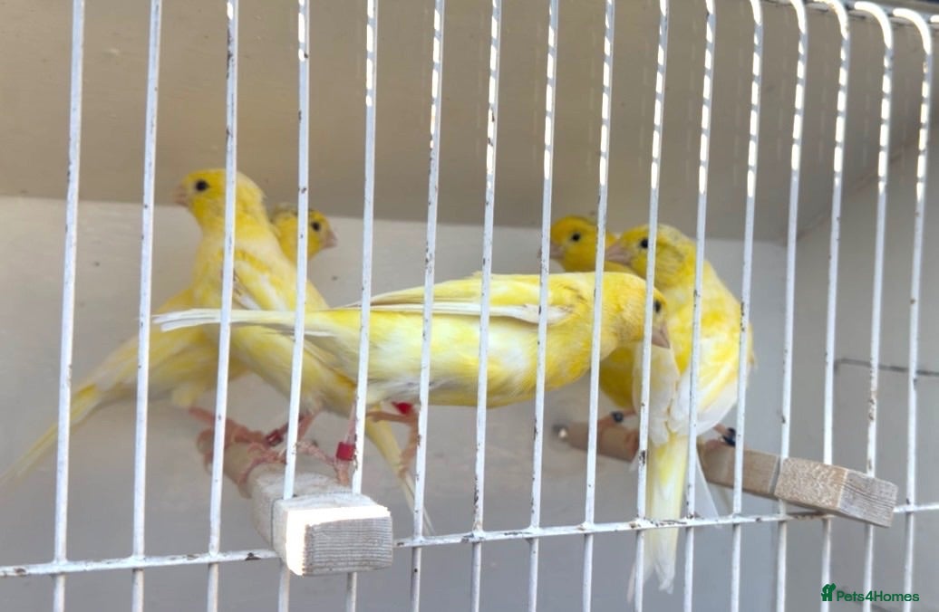 Canaries birds x5 hens waterslager canary canaries  - Advert 6