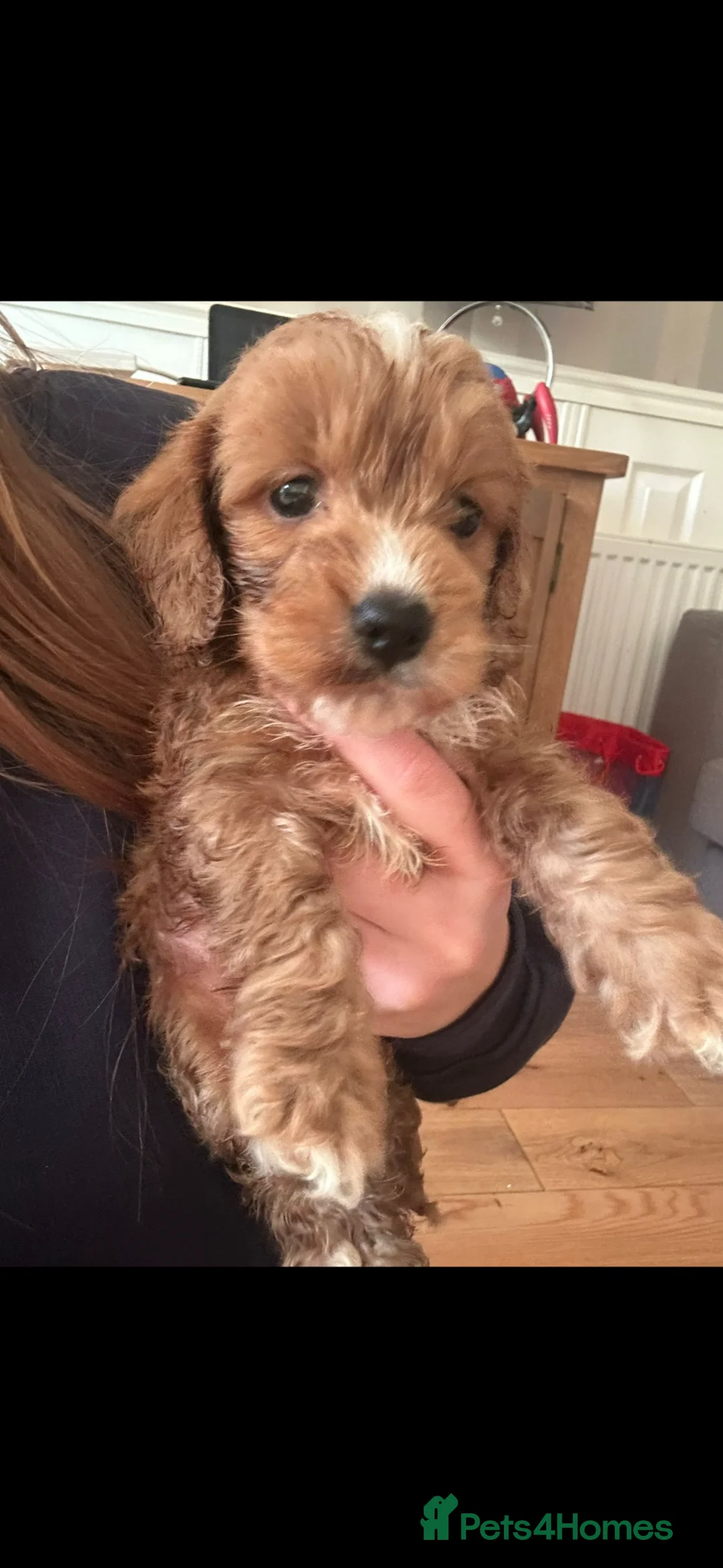 Cockapoo dogs for sale: cockerpoo puppies  - Advert 2