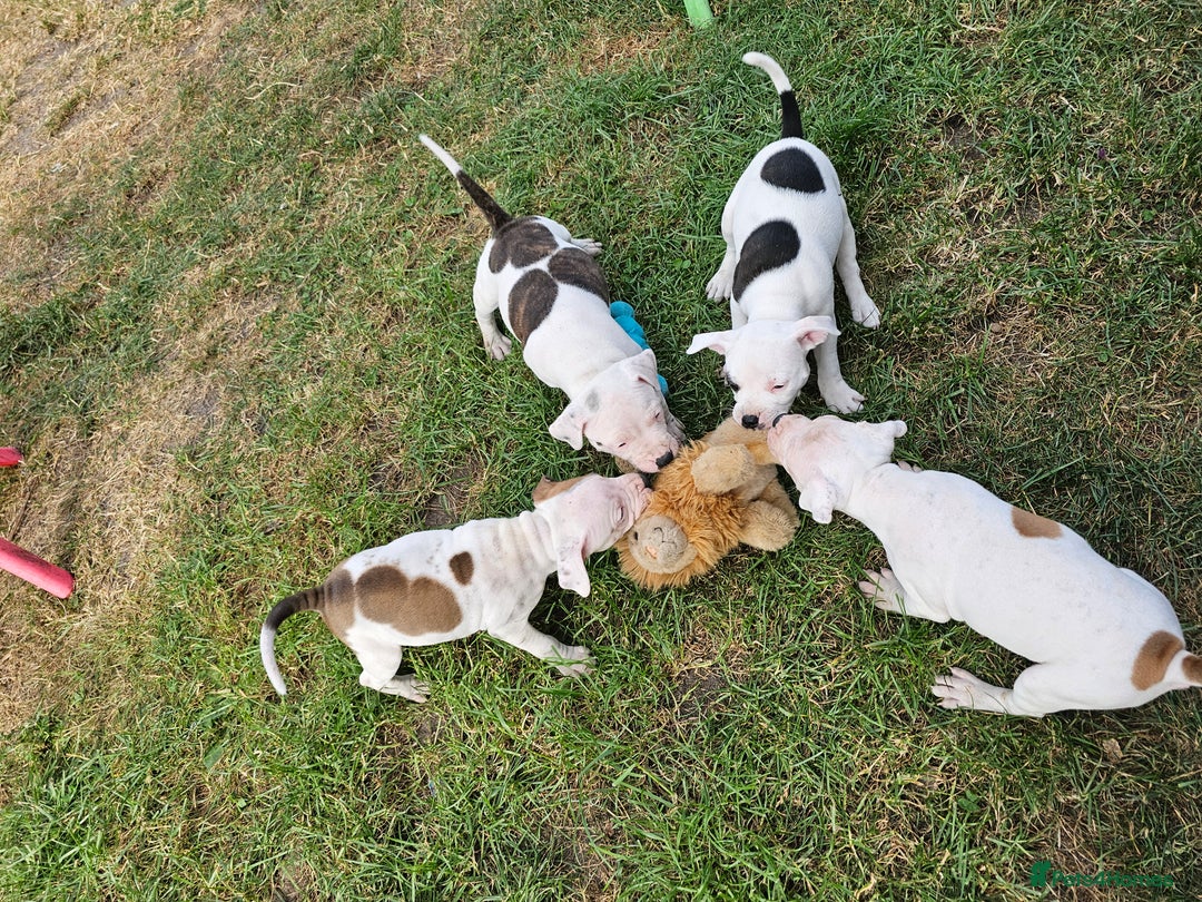 Staffordshire Bull Terrier dogs for sale: 🐾 Beautiful Staffordshire Bull Terrier Puppies 🐾 - Image 6