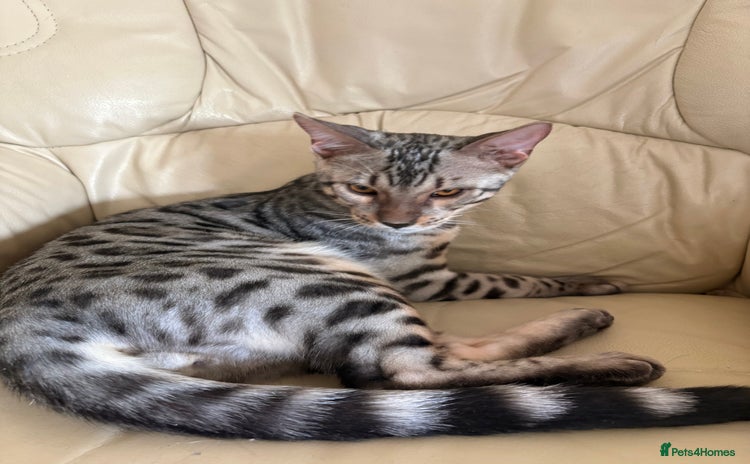 Bengal cats - Advert 2