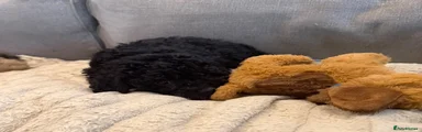 Poochon 1