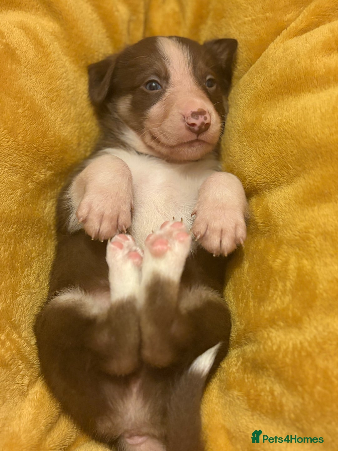 Border Collie dogs for sale: Border collie puppies for active homes  - Advert 22