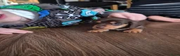 Miniature Dachshund dogs for sale: Miniature dachshunds  - Advert 12