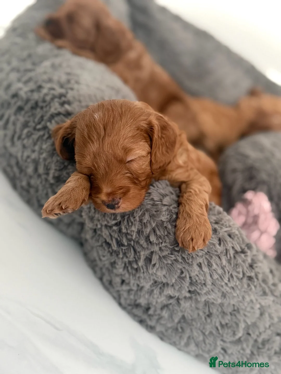 Mixed Breed dogs for sale: Cockapoo cross cavapoo puppies available  - Advert 2