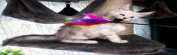 Maine Coon cats for sale: STUNNING PEDIGREE MAINE COON KITTENS - Advert 25