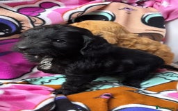 Cockapoo dogs for sale: F1 Cockapoo puppies - Advert 6