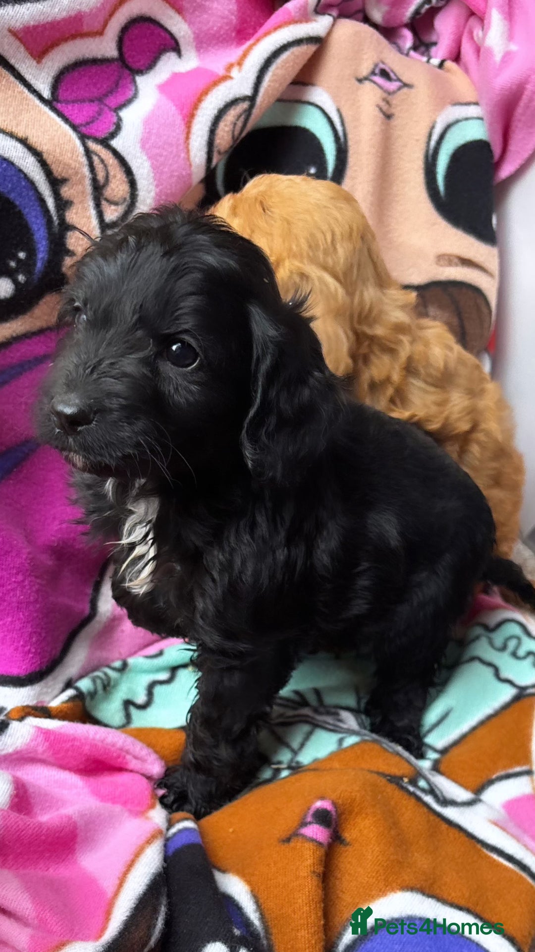 Cockapoo dogs for sale: F1 Cockapoo puppies - Advert 6