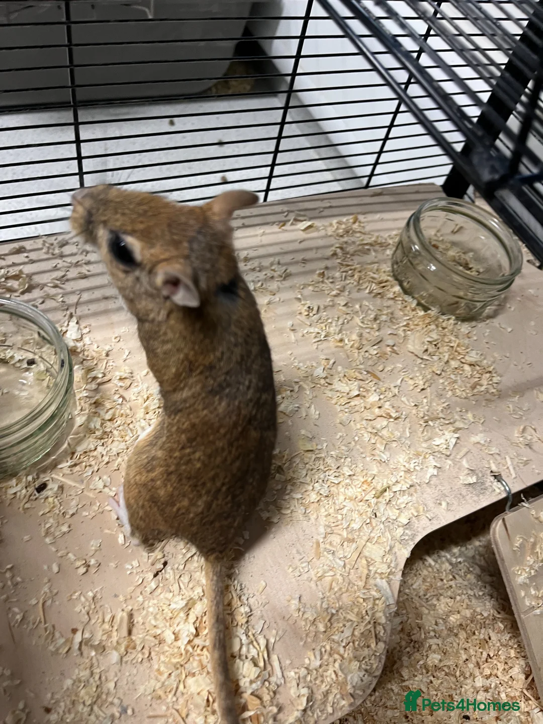 Gerbil rodents for sale: Persian Jirds for sale - Advert 2