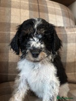 Cockapoo dogs - Advert 5