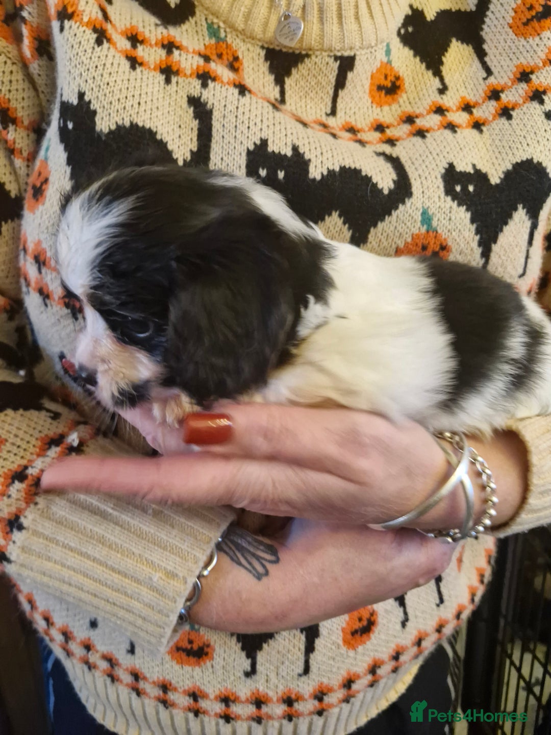 Cavalier King Charles Spaniel dogs for sale: KC Cavalier King Charles ÐNA tested parents  - Image 14