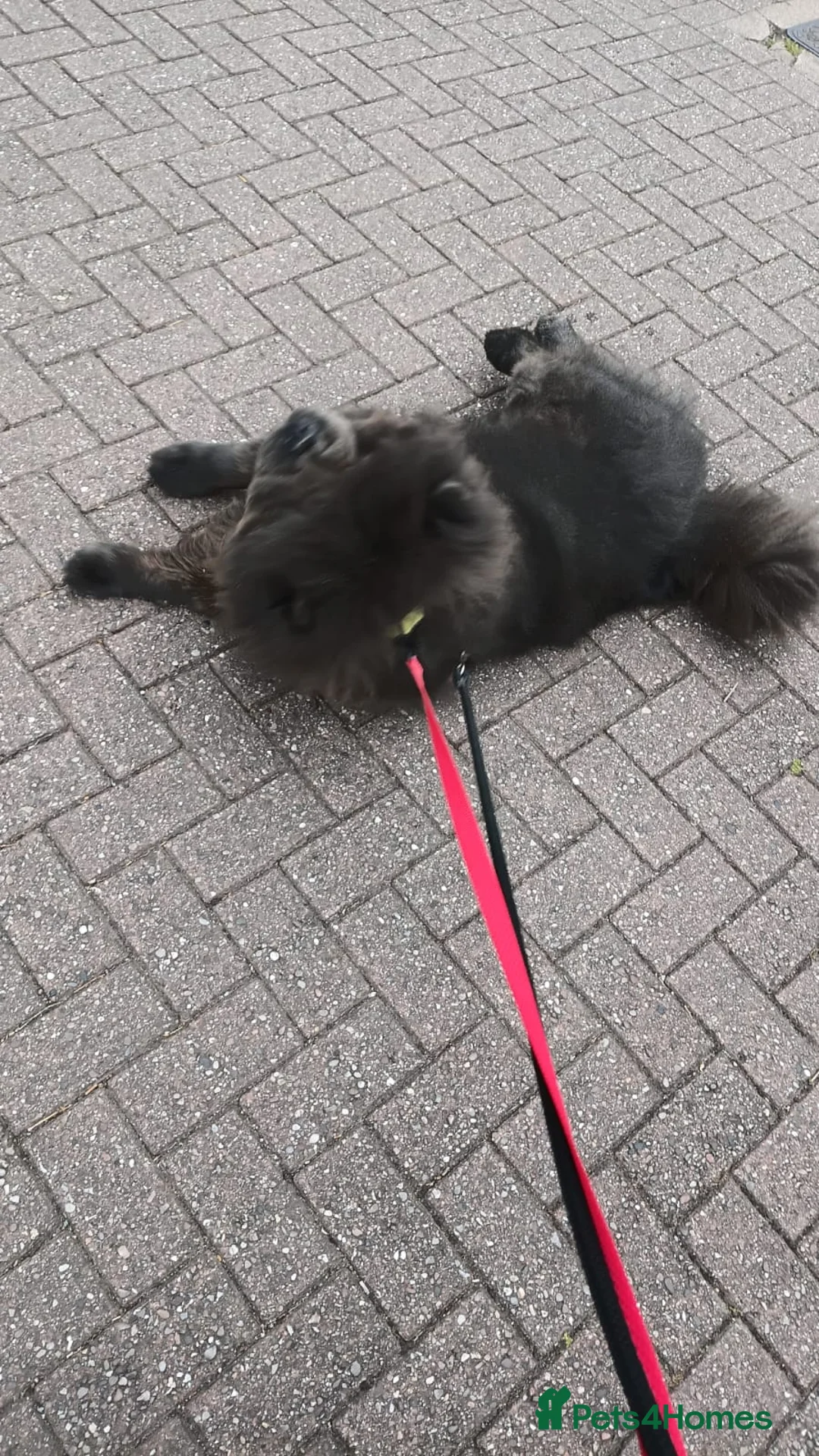 Chow Chow dogs for sale: Blue Male CHOW CHOW - Advert 7