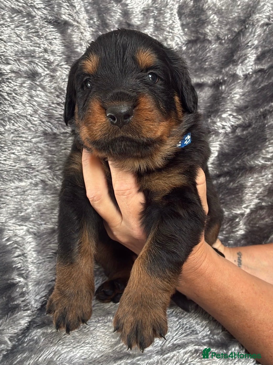 Rottweiler dogs KC Registered Rottweiler Puppies - Advert 1