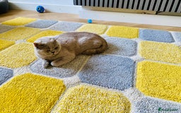 British Shorthair cats for sale: Adult Females and Males for Sale  - Image 3